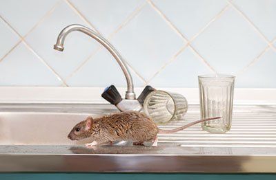 Power Spray — Rat Walking On Kitchen Sink in Oak Hill, OH