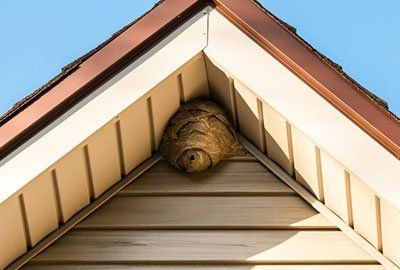 Termite Inspection — Wasp Nest On The Roof in Oak Hill, OH