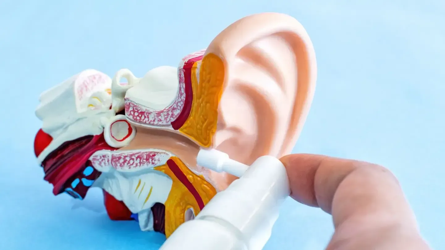Model ear anatomy being sprayed with a medicine bottle.