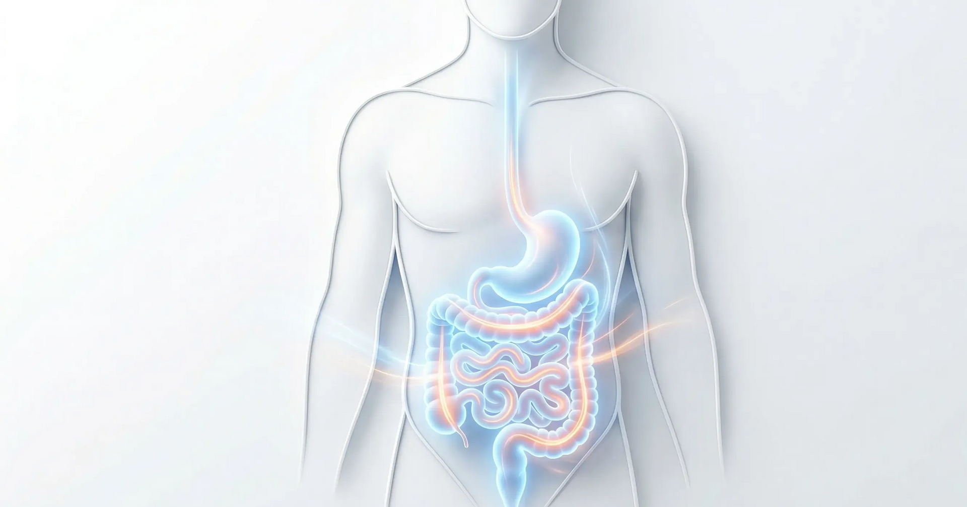An anatomical illustration of a human torso highlighting the esophagus, stomach, and intestines with a glowing blue effect.