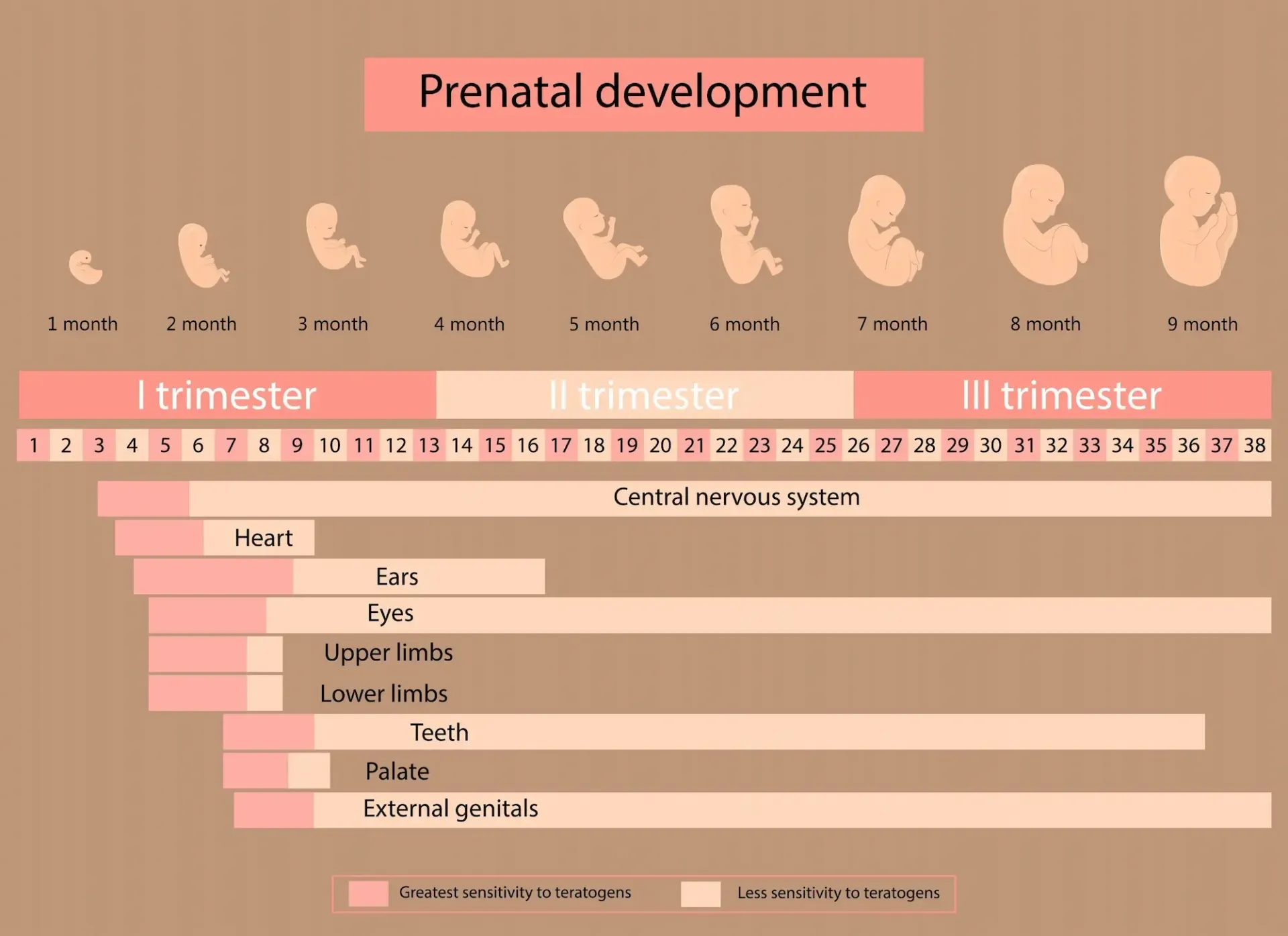 Prenatal development chart showing a fetus' growth across trimesters with organ development timeline.