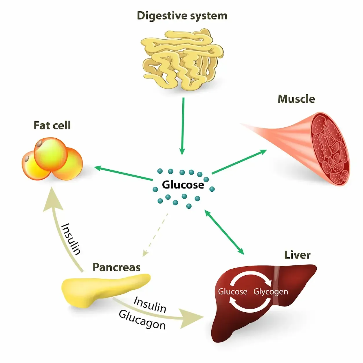 Diagram: Glucose flow between digestive system, muscle, liver, fat cells, and pancreas.