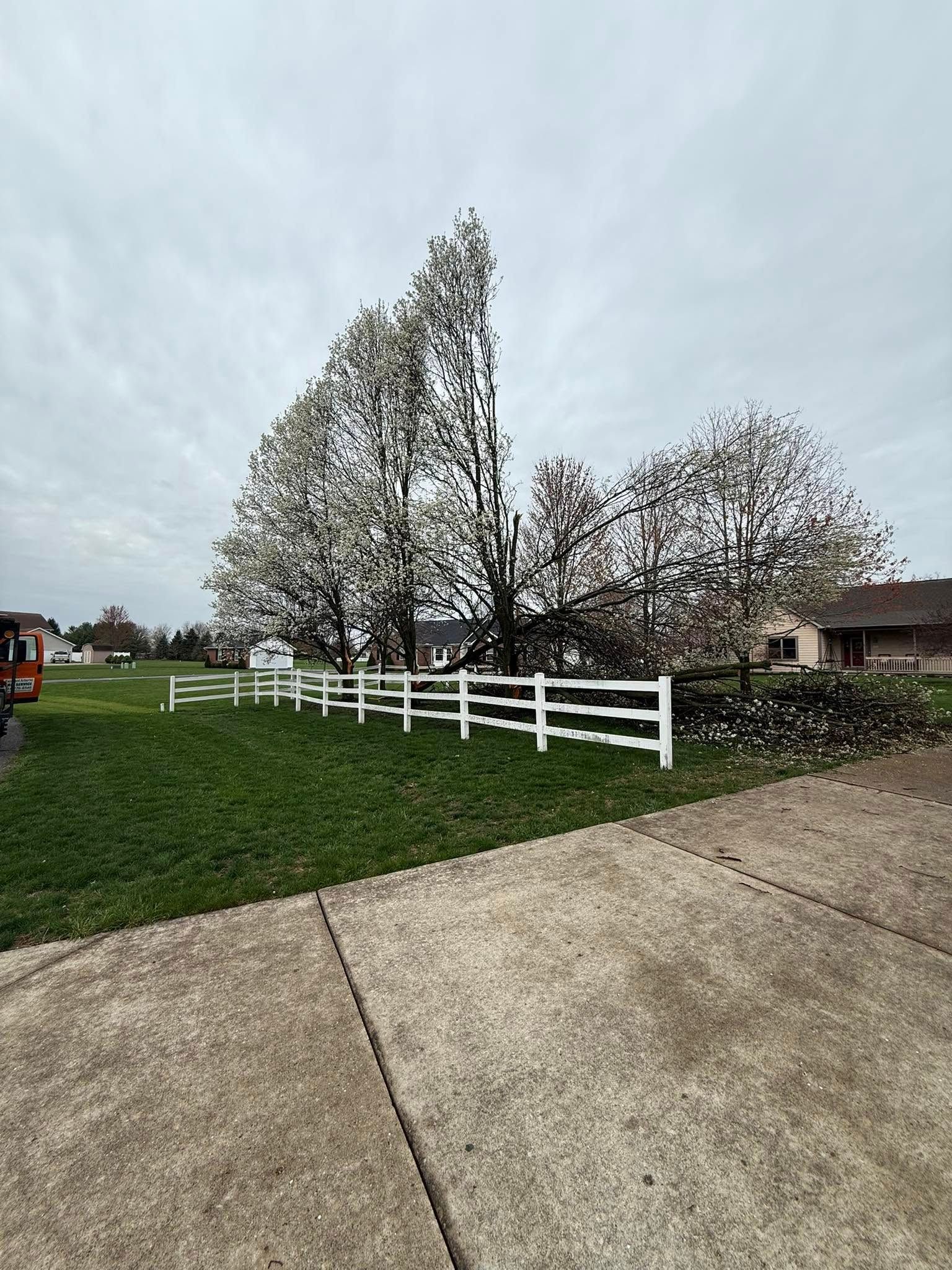 White fence in front of green grass, large flowering trees, and a cloudy sky.