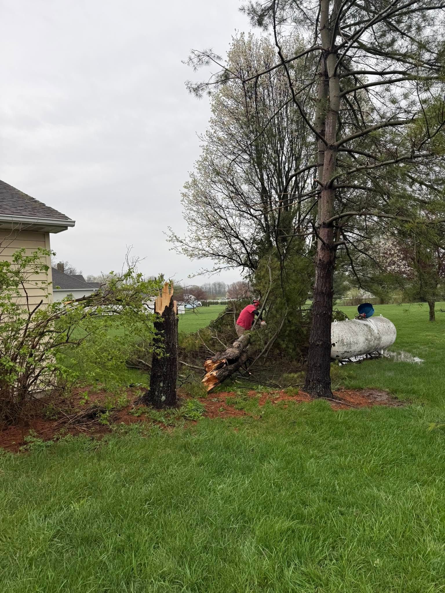 Person near fallen tree in grassy yard. Tree is broken with fresh cut. Overcast day.