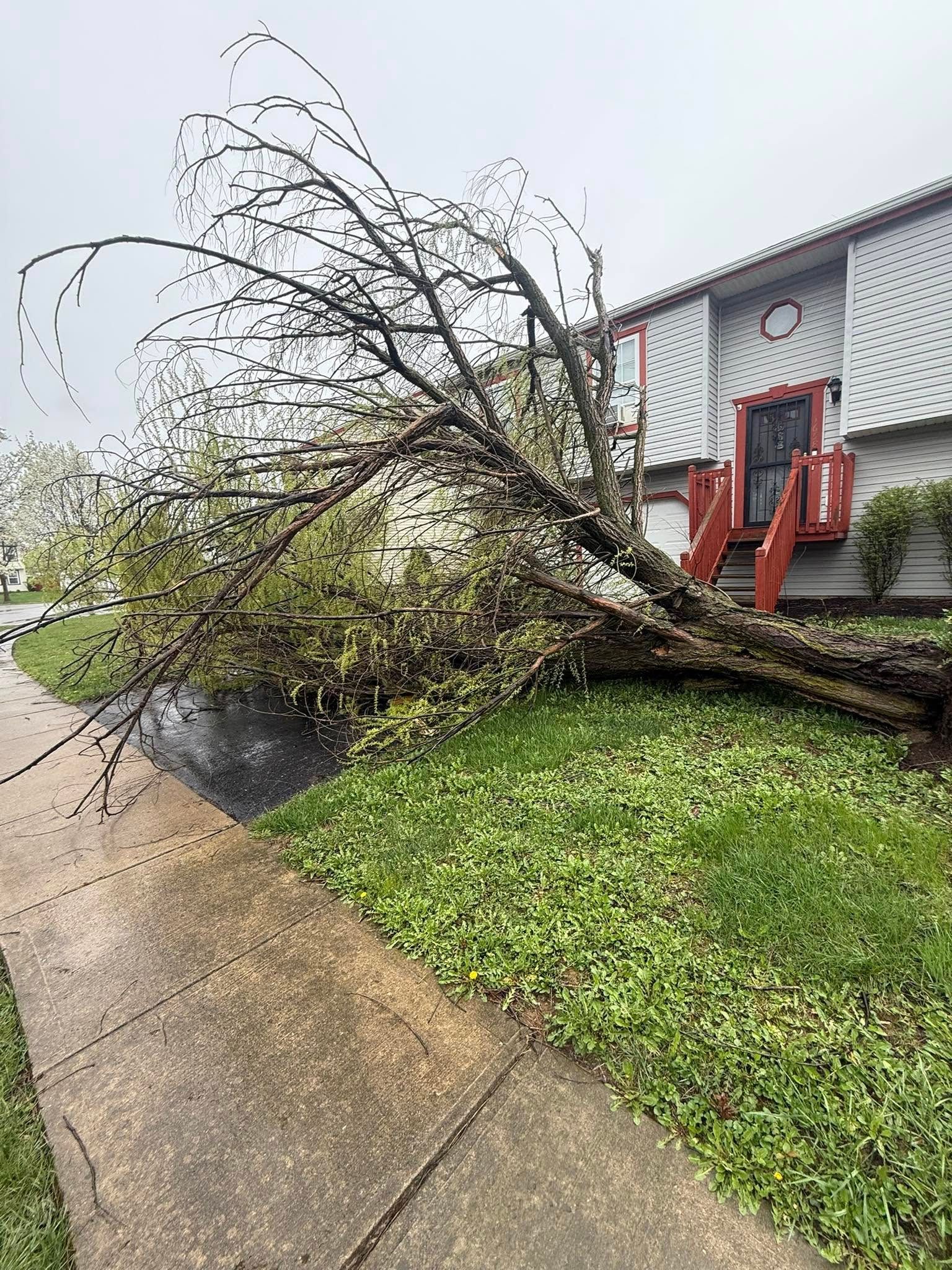 Fallen tree blocking a sidewalk and partially covering a house entrance. Green grass and overcast sky.