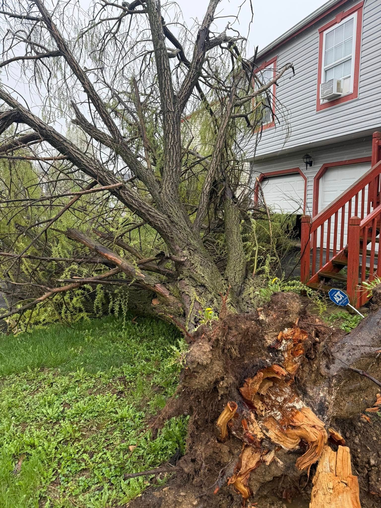 Fallen tree next to a house with exposed roots and damaged wood. Green grass and overcast sky.