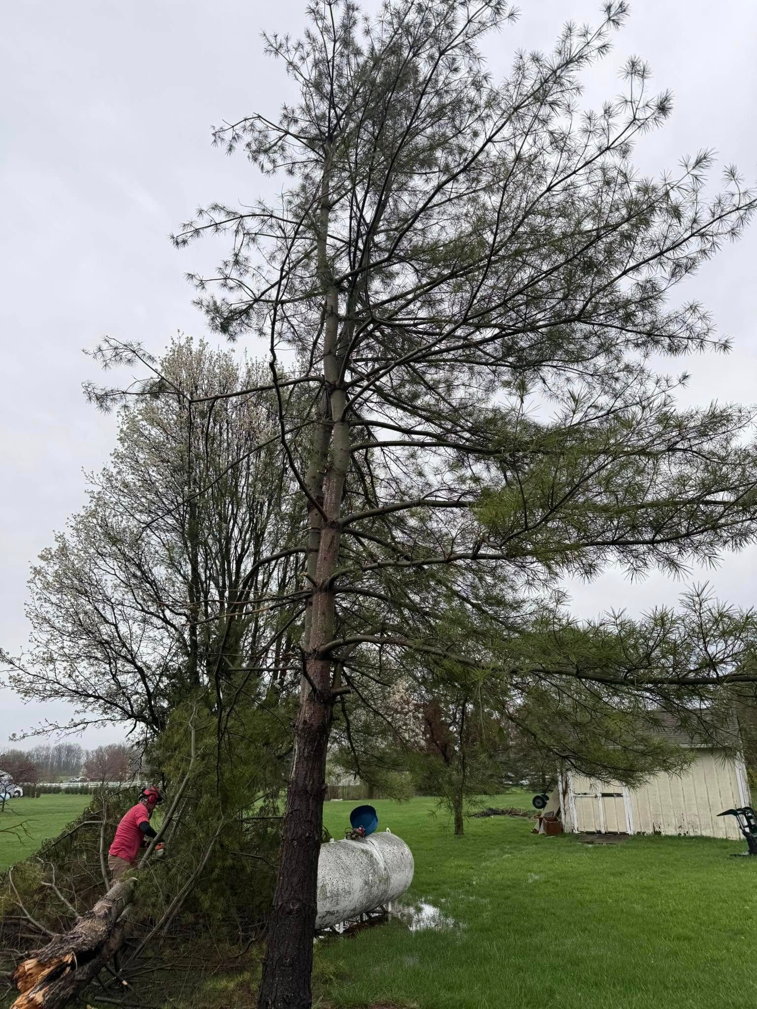 Tall pine tree in a yard, with a fallen branch and people nearby.