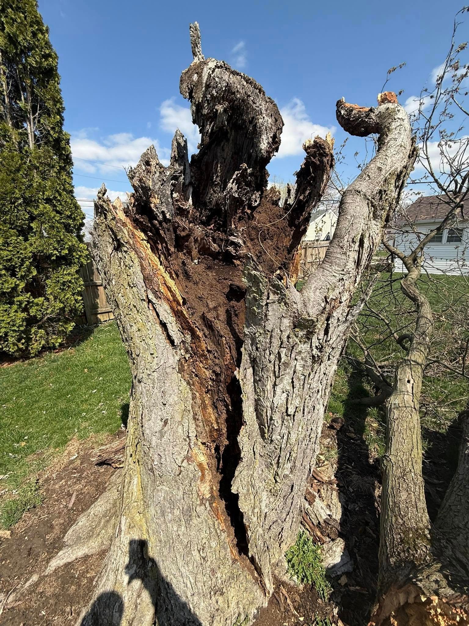 Decaying tree trunk, weathered and hollow, in a grassy area with a blue sky.