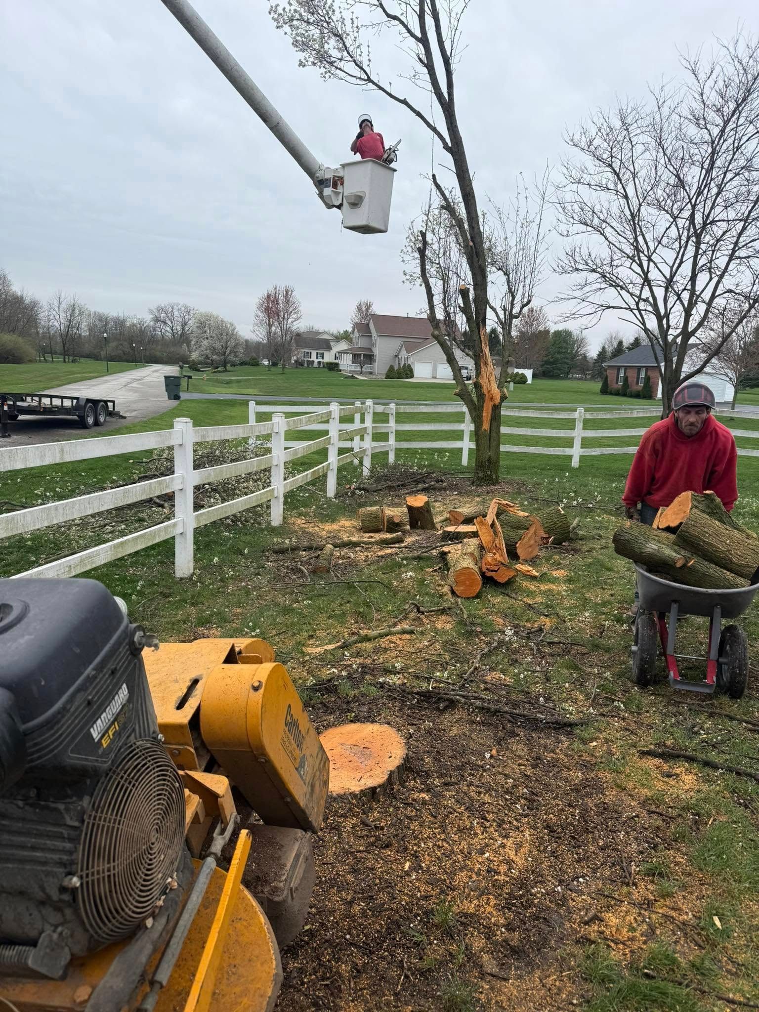 Tree removal: worker in bucket truck trimming tree; another carries logs to cart. Stump grinder in foreground.