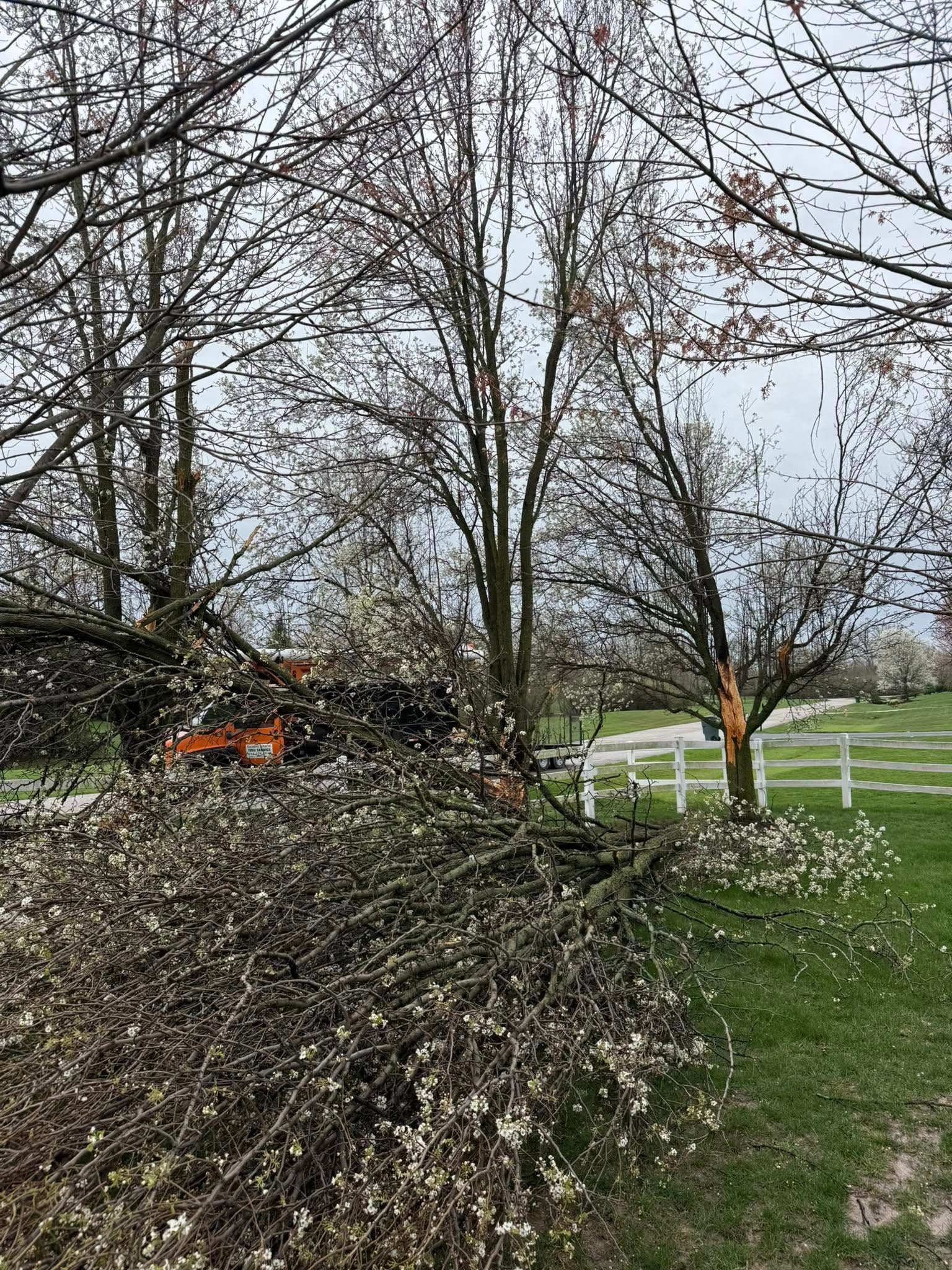Fallen tree branches on grass with a damaged tree and an orange vehicle in the background.