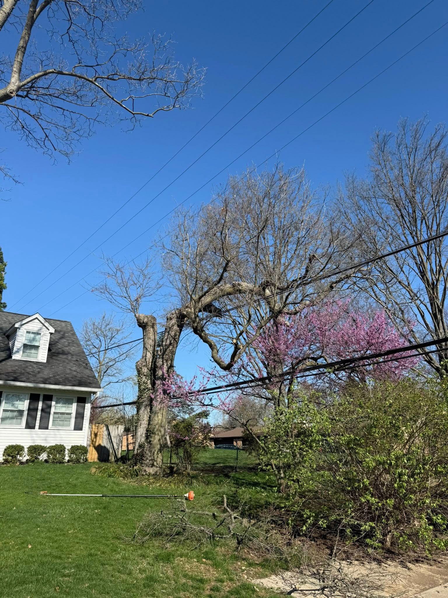 Tree in a yard with pink flowers, house in the left corner, power lines, and blue sky.
