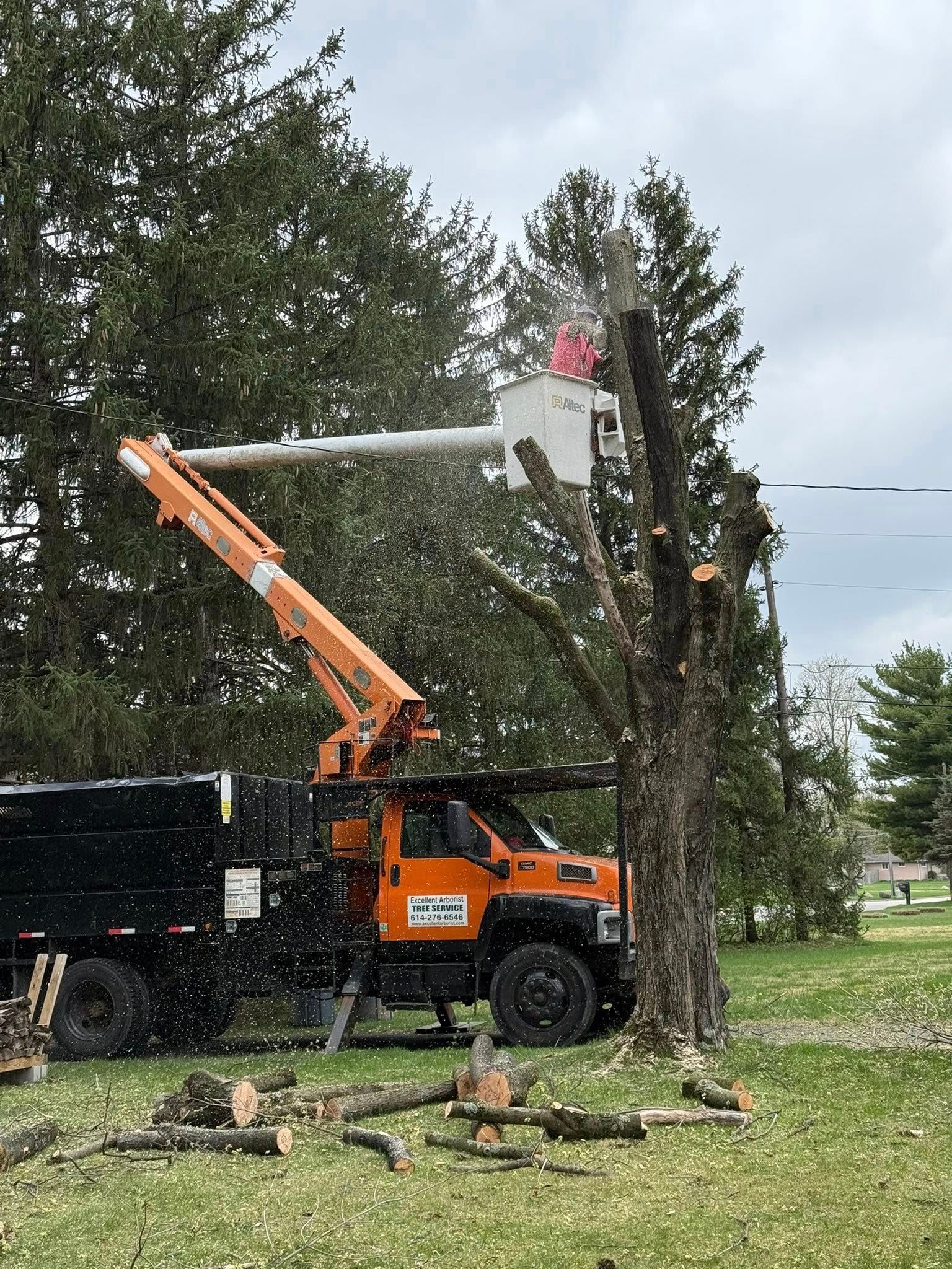 Orange tree service truck with extended arm cutting a tree. Debris falling.