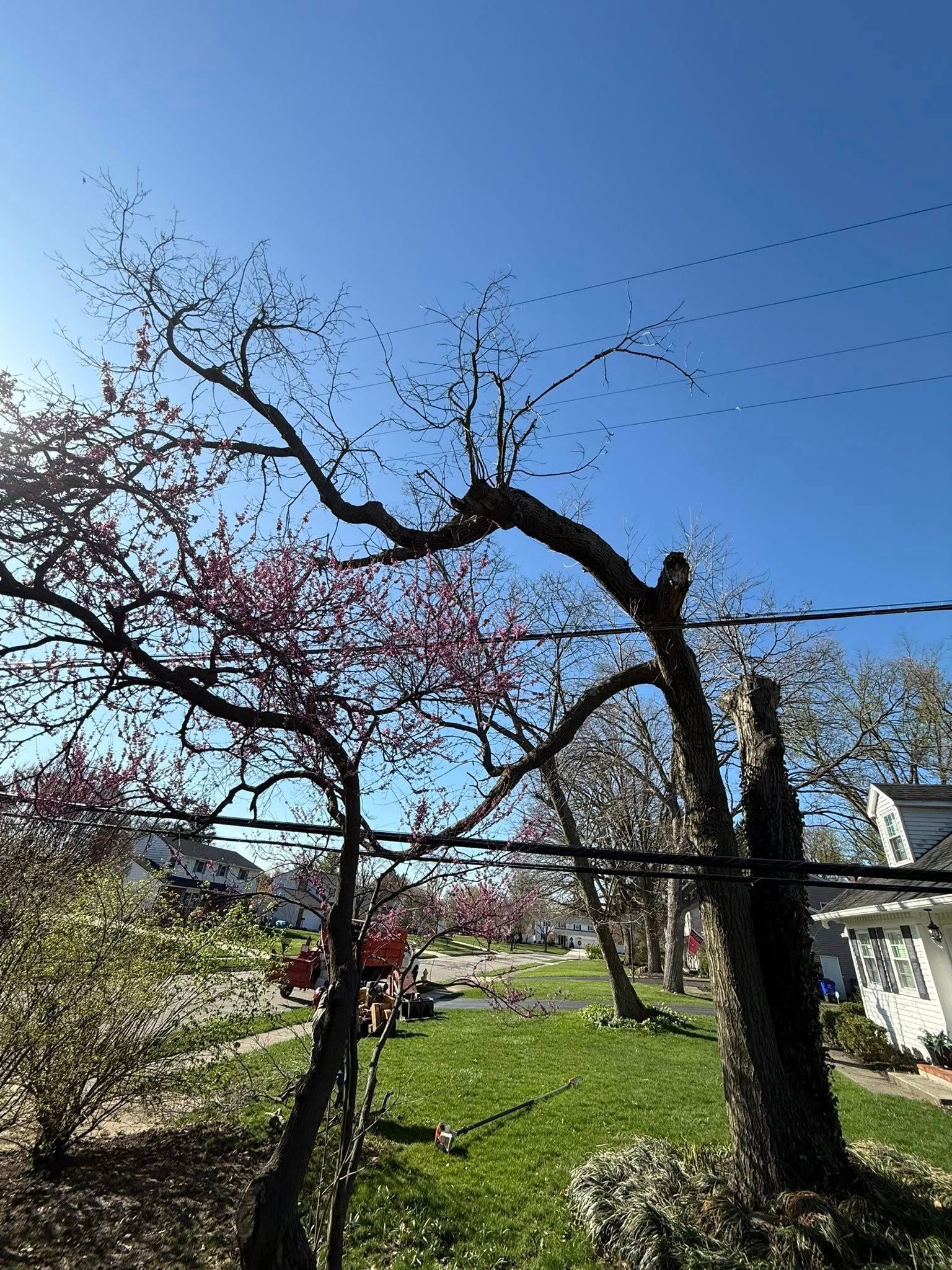 A tree with pink flowers leans over power lines against a clear blue sky, grassy yard, and houses.