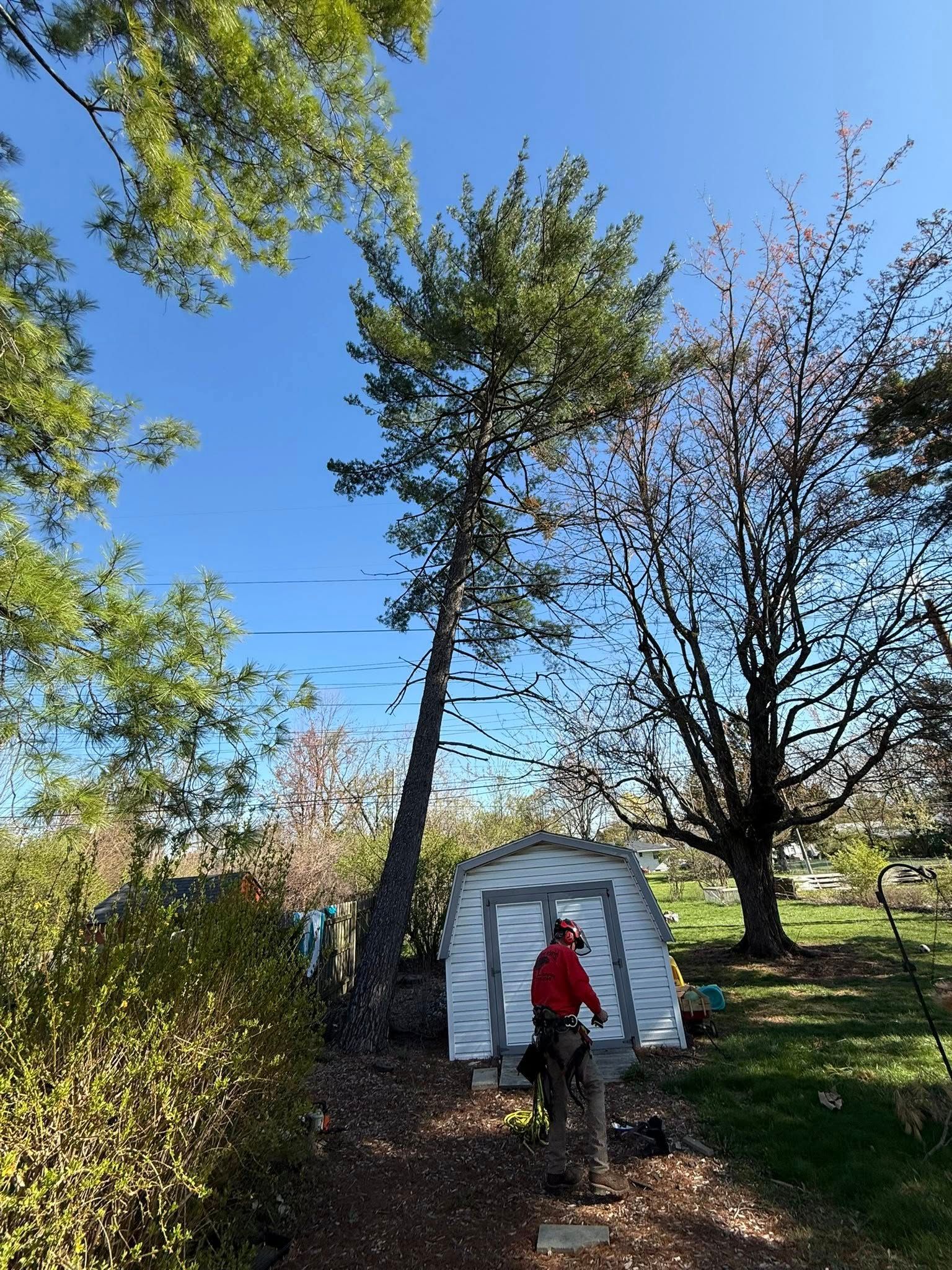 Person in red working on a tall tree, next to a shed. Sunny day with blue sky.