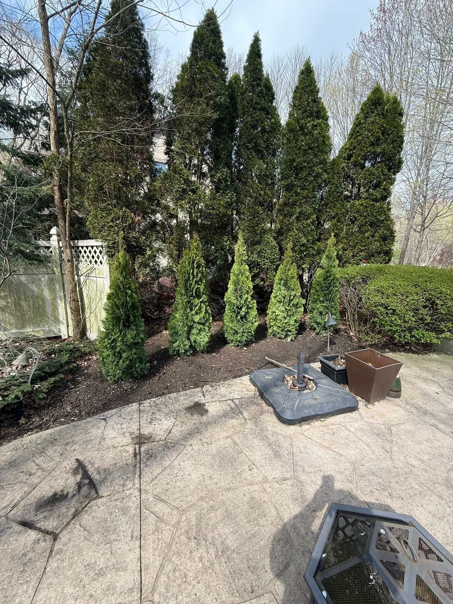 Lush green evergreens line a border behind a patio with a metal fire pit and furniture.