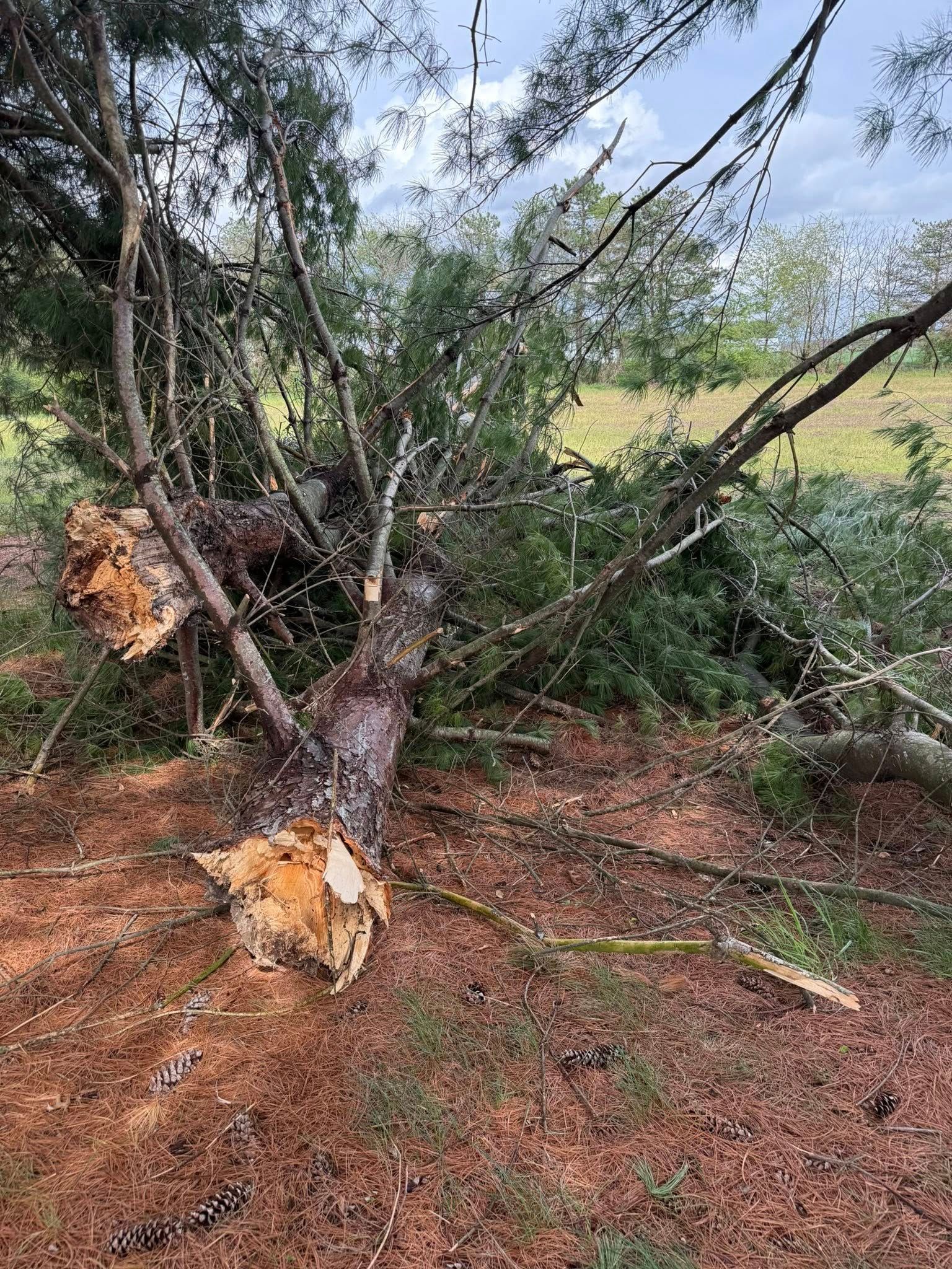 Fallen tree trunk and branches on the ground, likely from storm damage. Brown bark, green needles, and scattered debris.