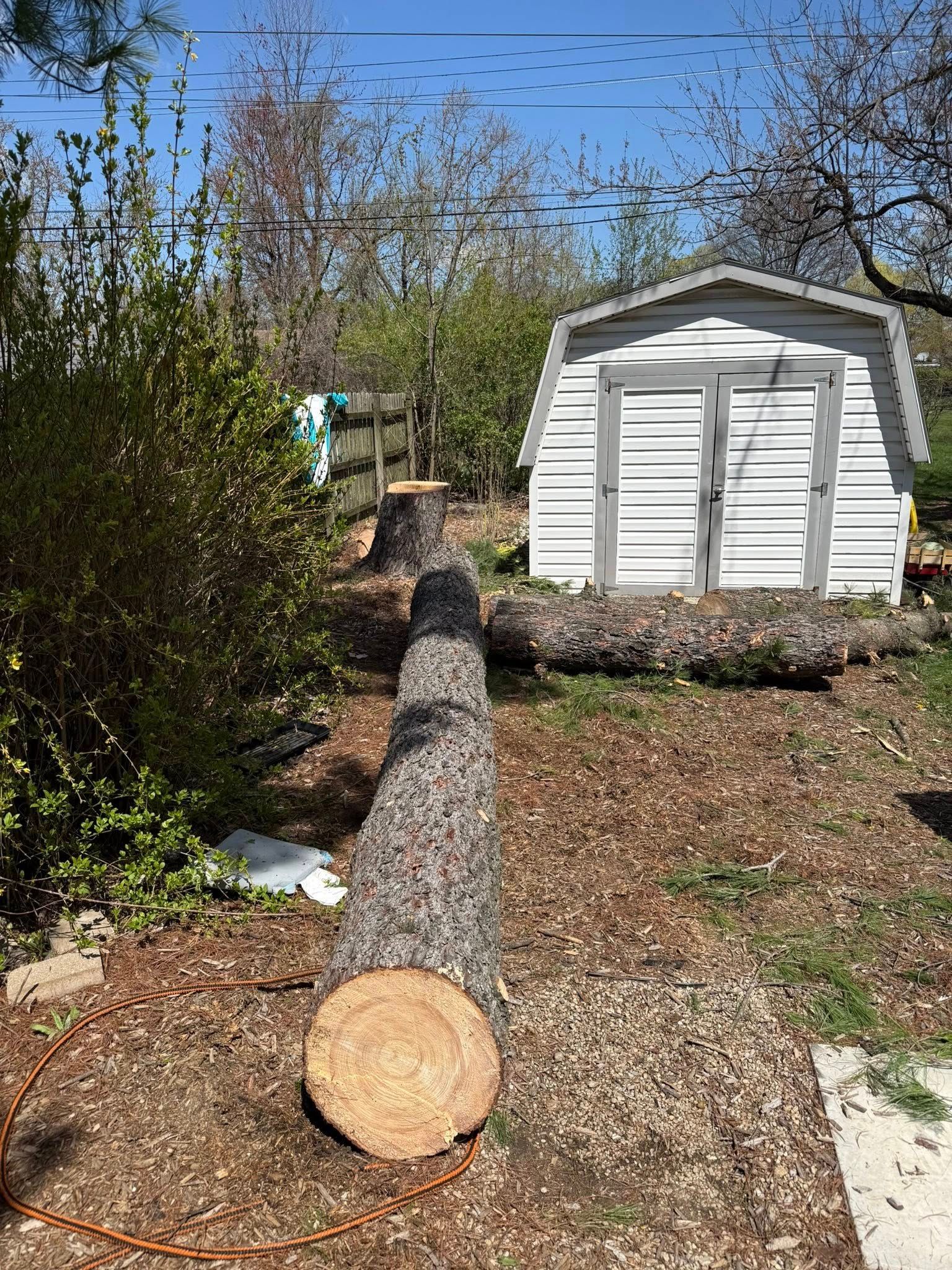A felled tree stretches across a yard, near a shed and tree stump, under a blue sky.