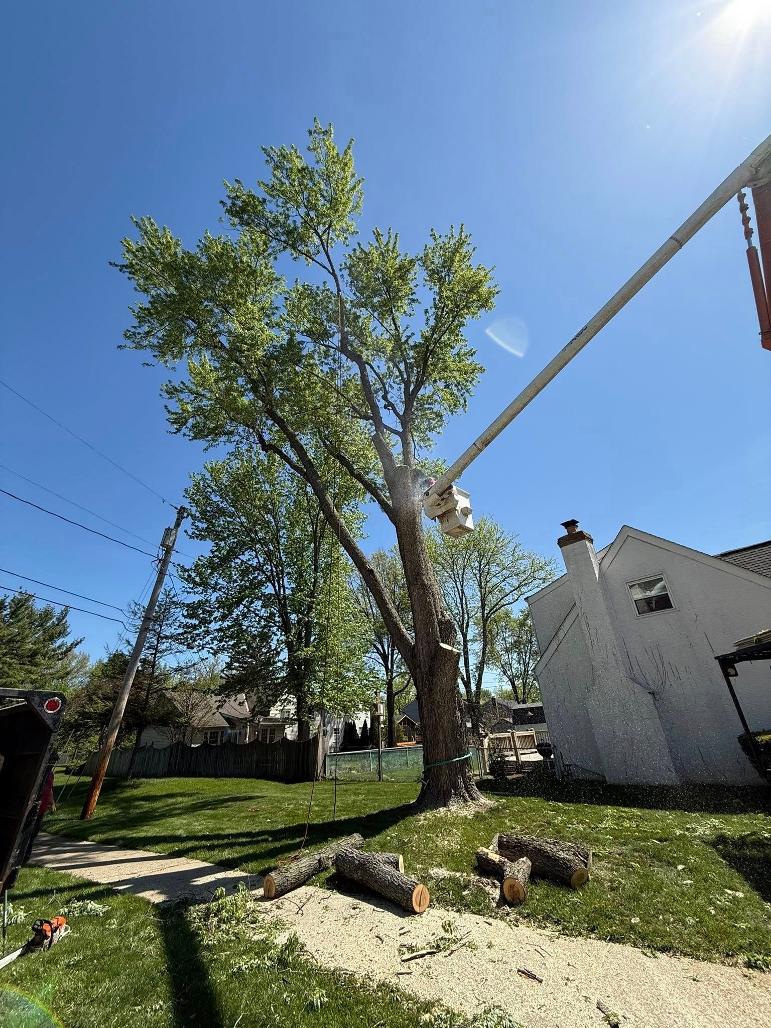 Tree being trimmed by worker in a lift, logs on the ground, sunny day.