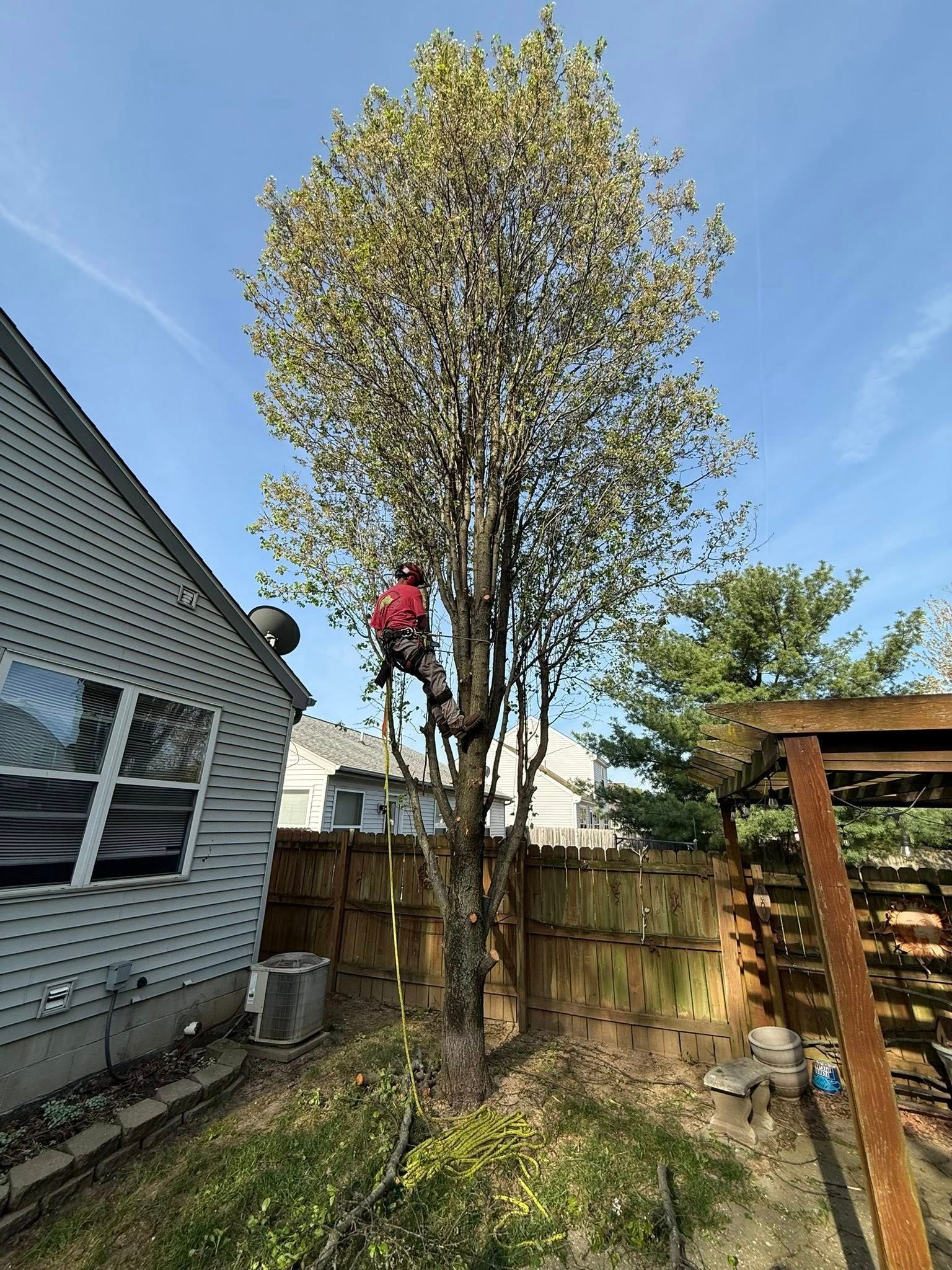 A person in safety gear is trimming a tall tree in a backyard with a wooden fence.