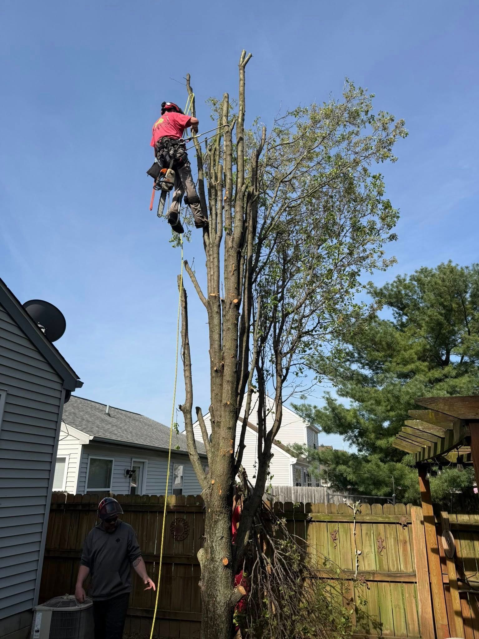 Arborist in pink shirt trims tall tree in a backyard with another person on the ground.