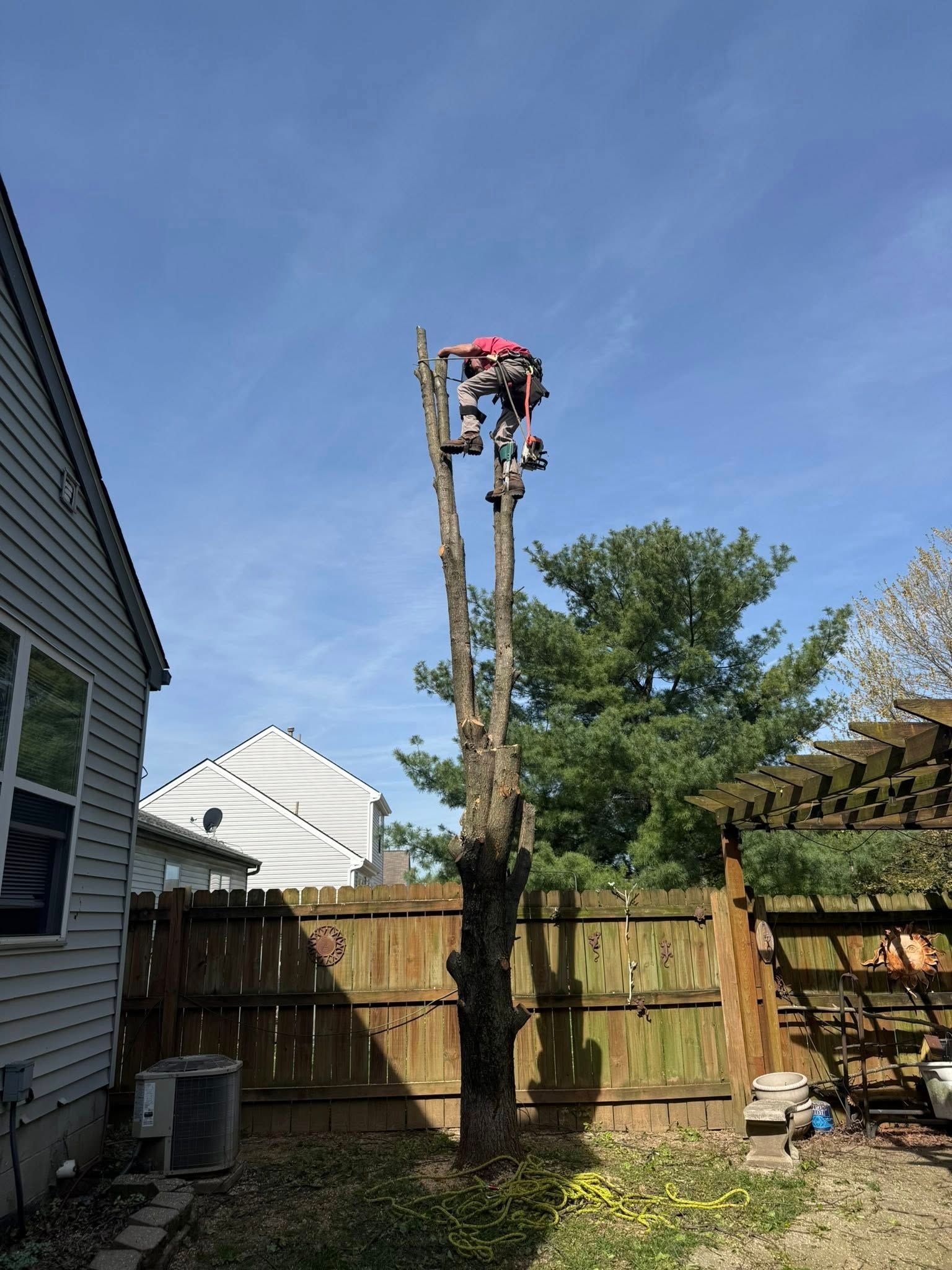 Arborist atop a tall, partially cut tree, working near a fence and houses under a blue sky.