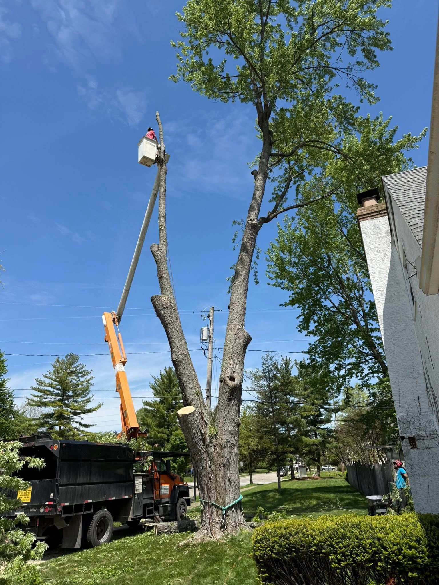 Tree being trimmed by a worker in a lift, with a truck on the ground. Bright sky.