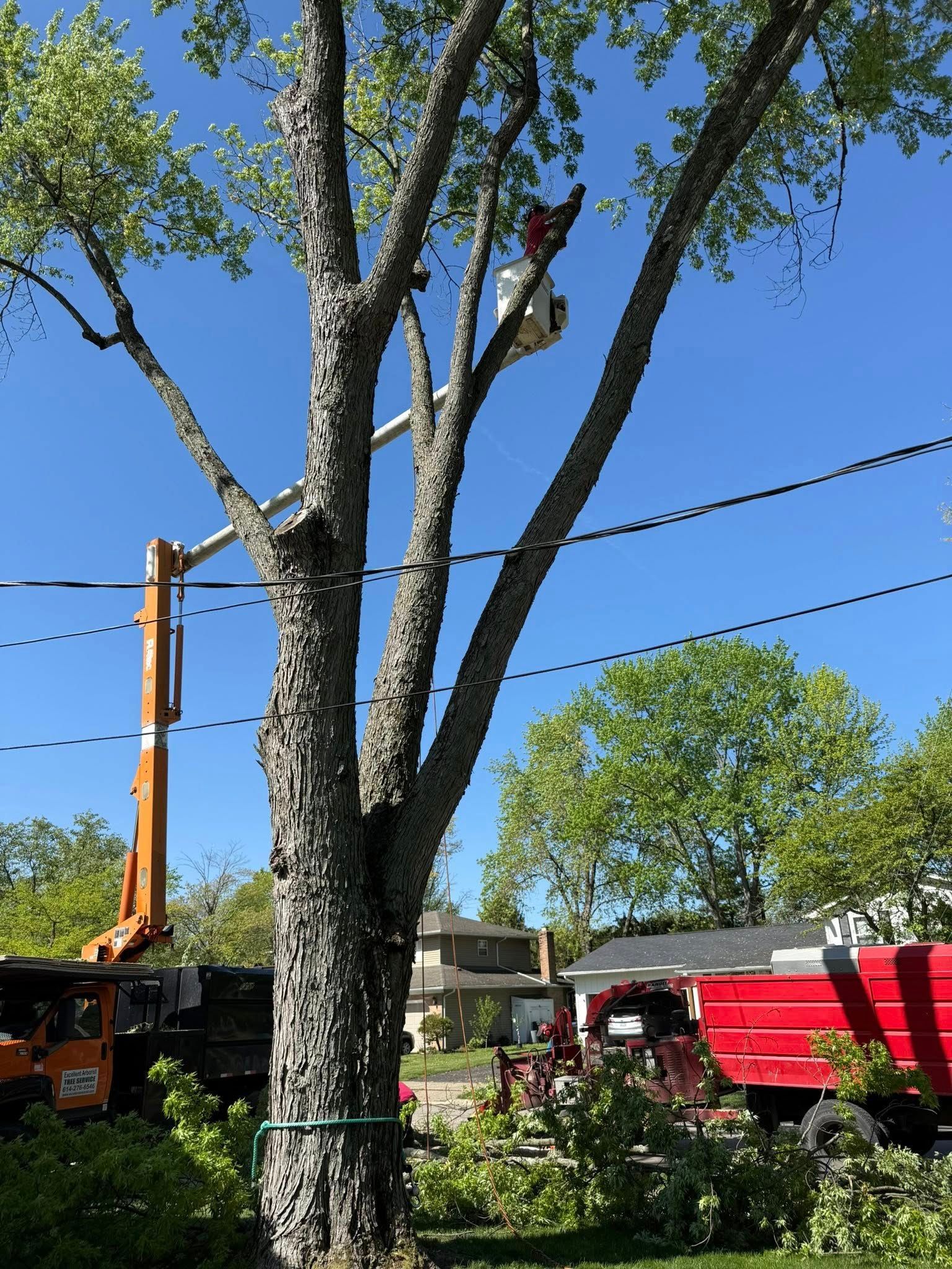 Tree trimming in progress; worker in lift bucket; chipper and truck present.