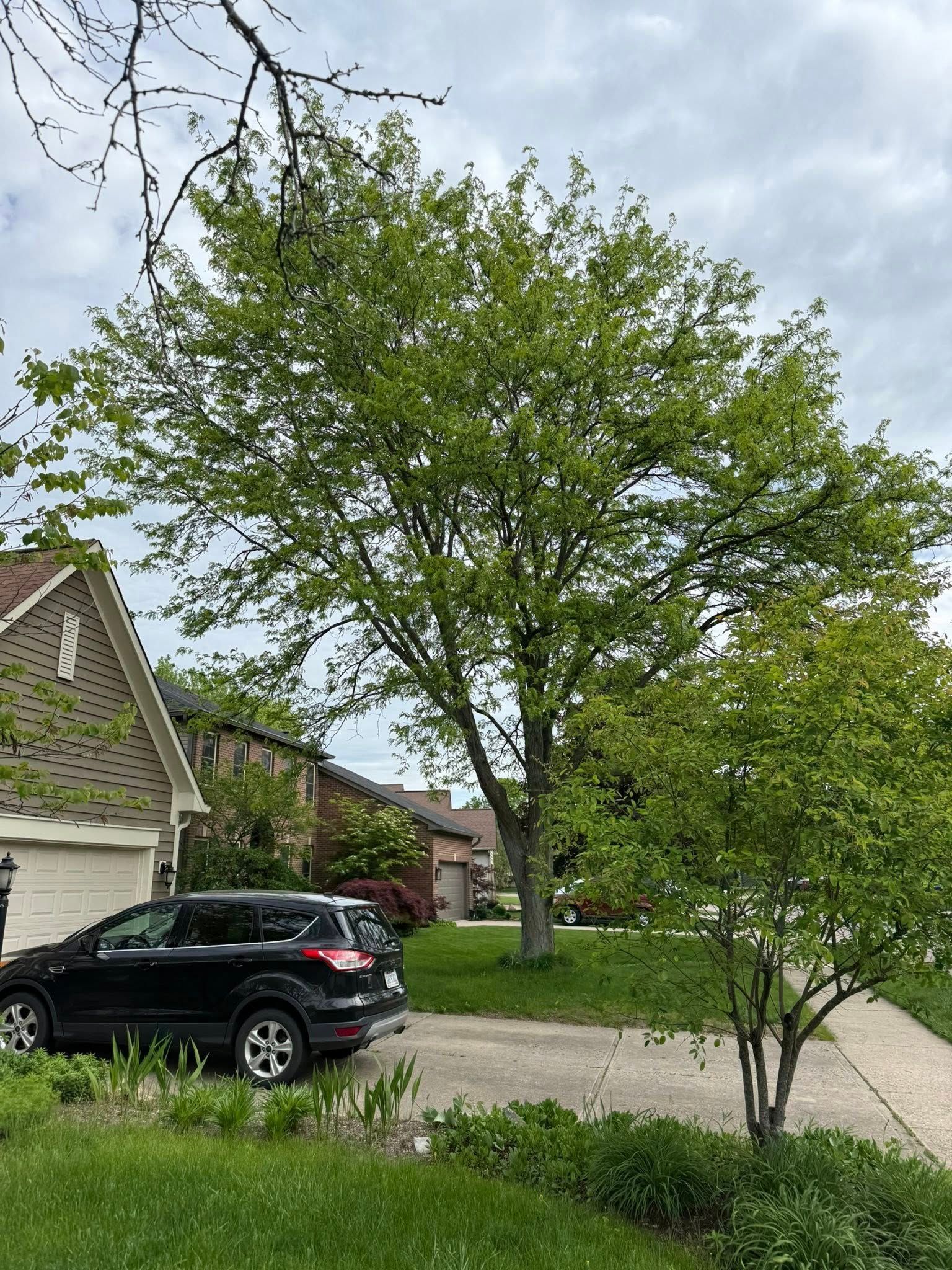 A black SUV parked in front of a house with a large green tree in the yard on a cloudy day.