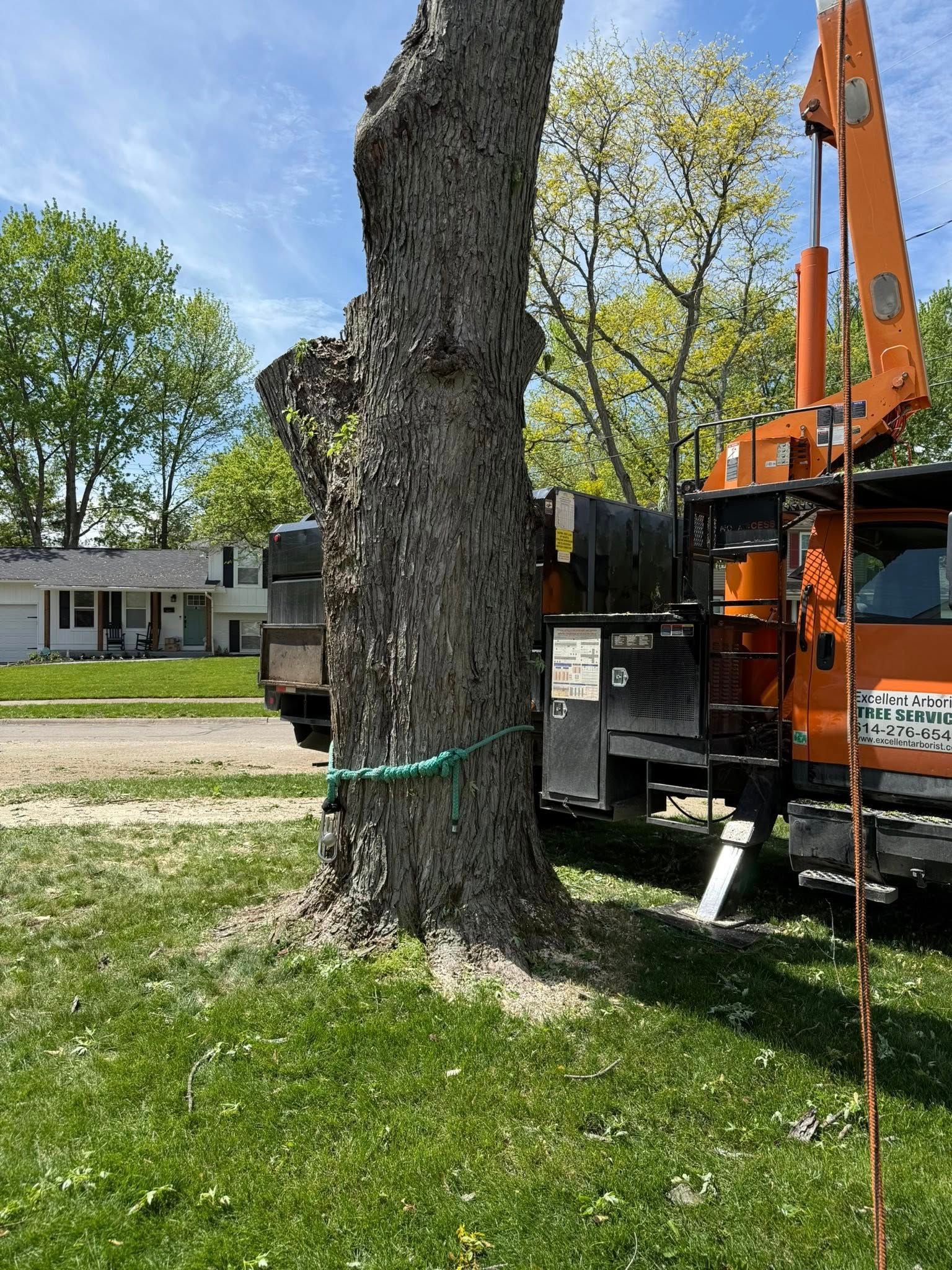 Tree trunk with a large orange truck and crane positioned next to it.