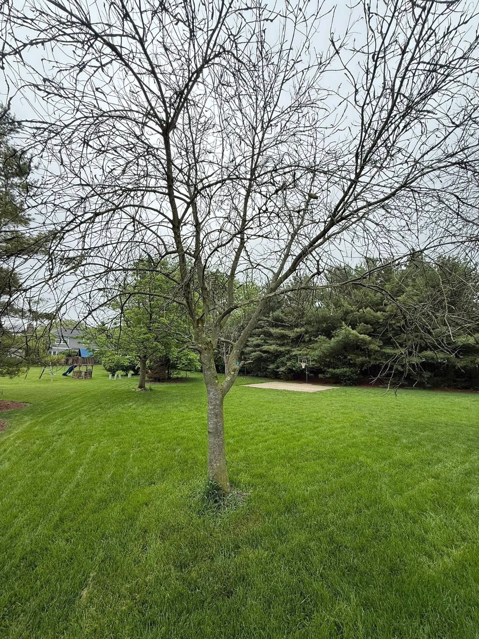 Bare tree in a grassy yard, with other trees in the background. Overcast sky.