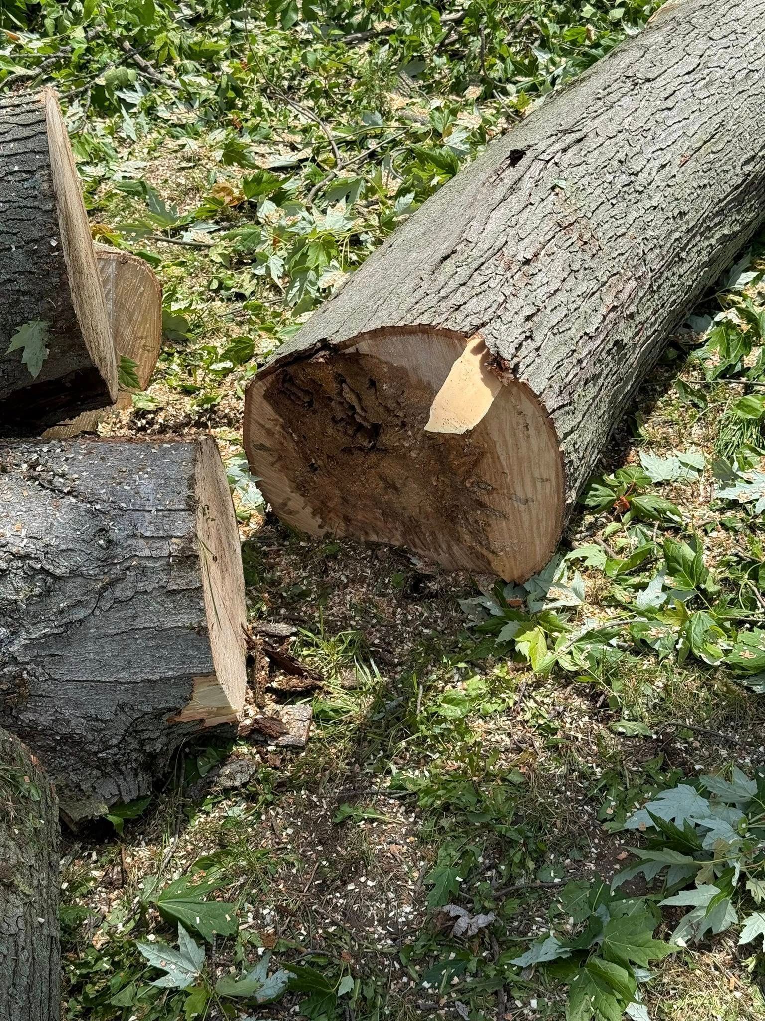 Cut tree trunk segments on grass and wood chips.