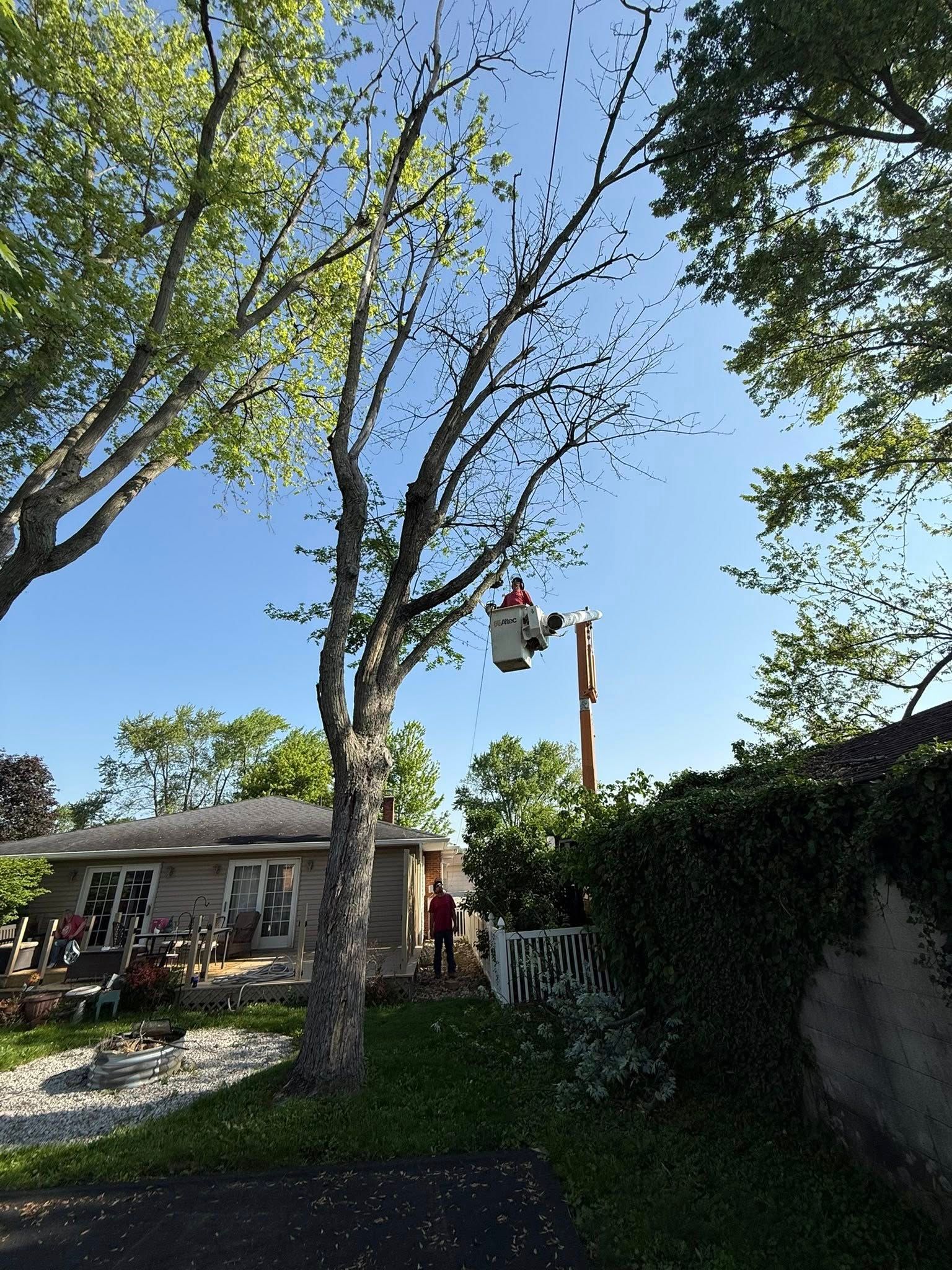 Tree trimming: A worker in a lift bucket trims a tree on a sunny day.
