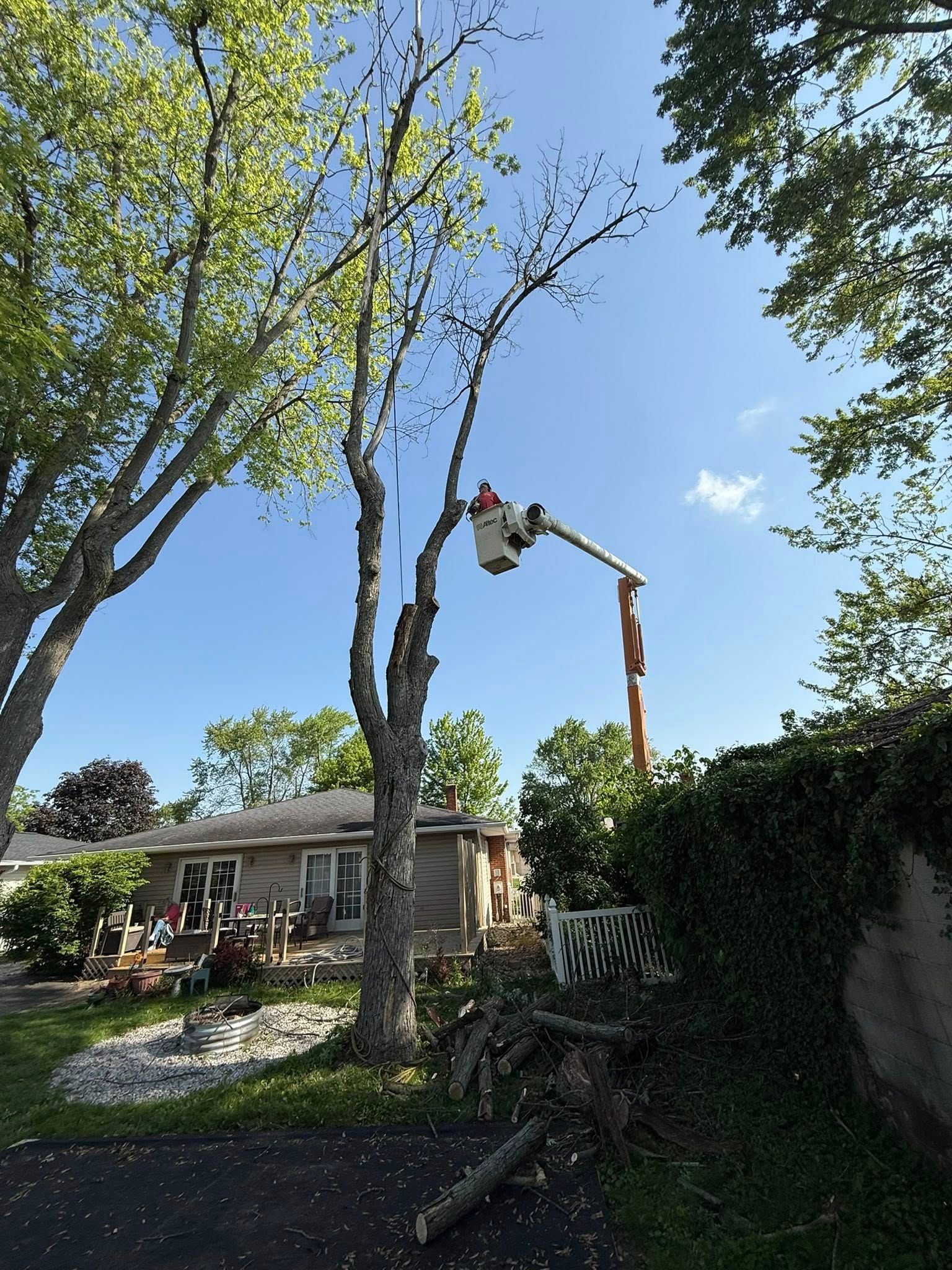Tree trimming with an aerial lift next to a residential house. Clear blue sky.