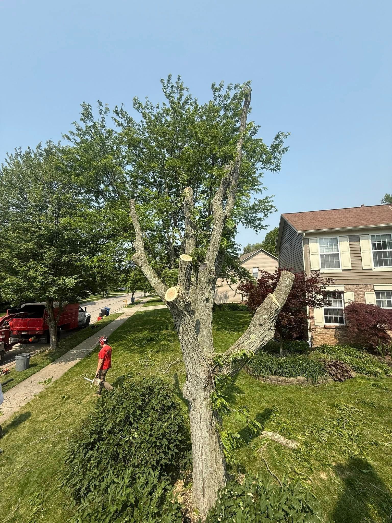 Tree being trimmed on a residential lawn, with a person in orange working. A house and red vehicle are in the background.