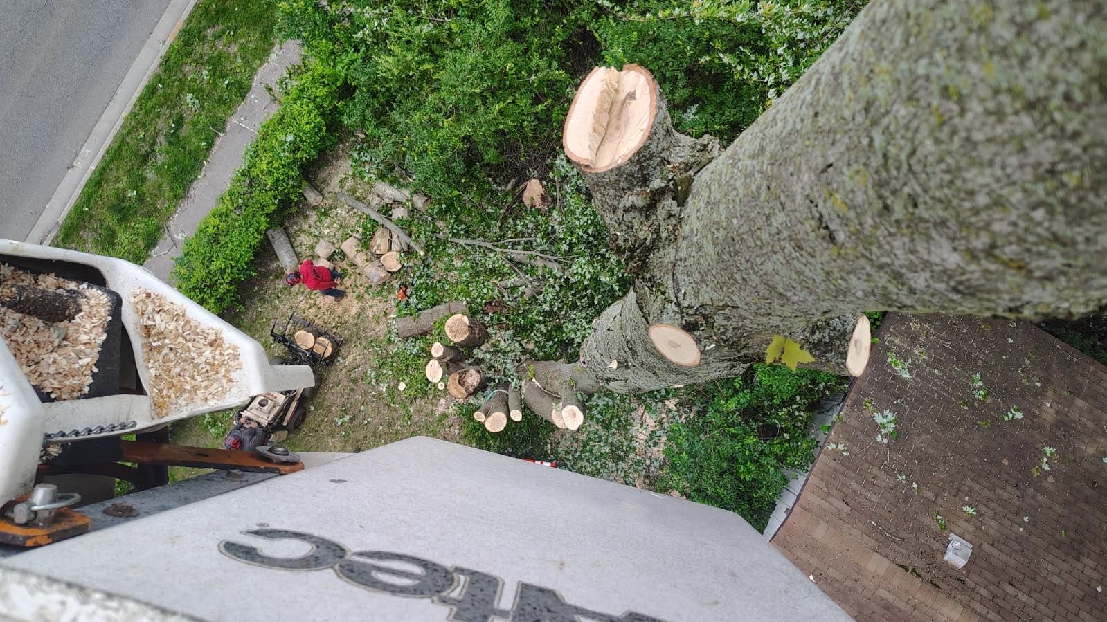 Tree trimming from above, showing a cut tree, greenery, a street, and a bucket truck.