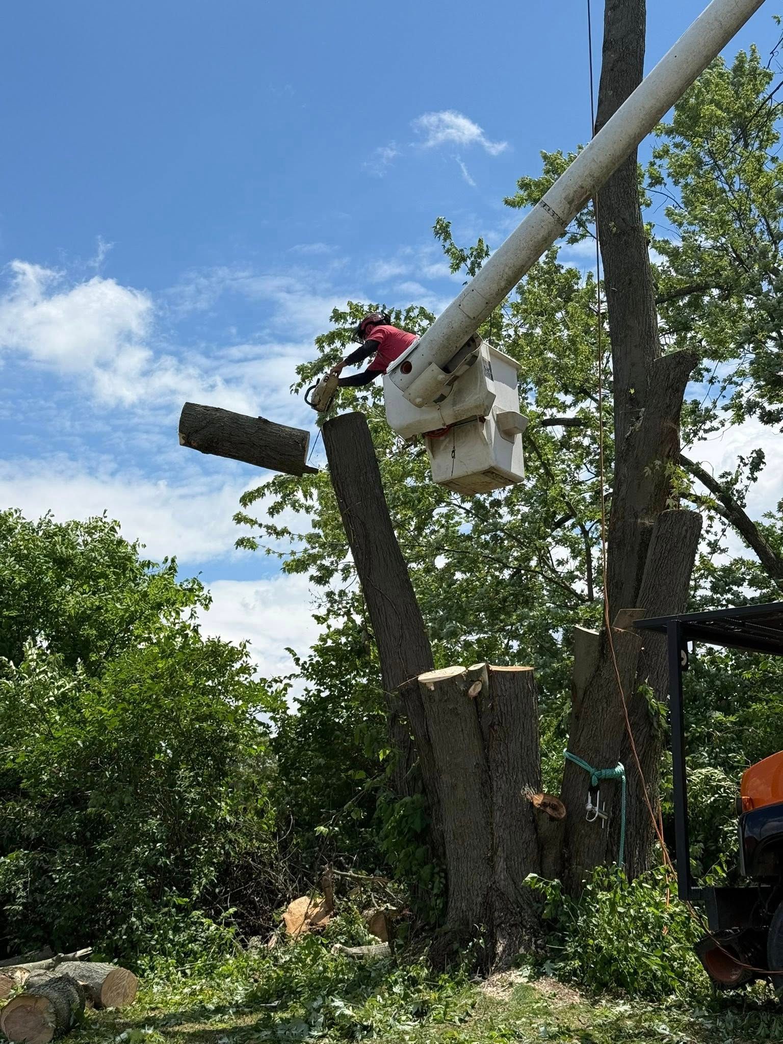 Tree trimming with a person in a lift removing a branch on a sunny day.