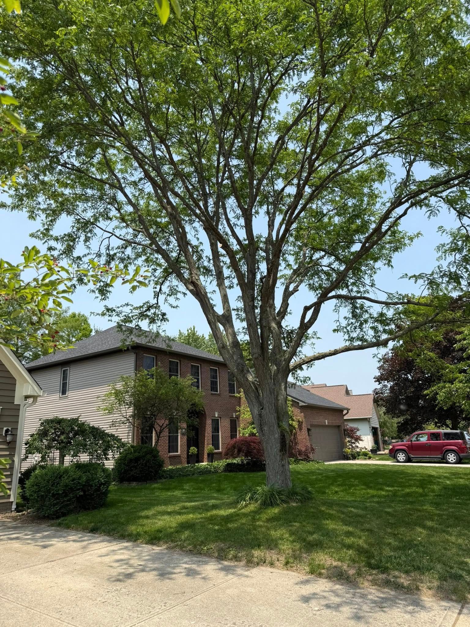 Large tree in a sunny yard in front of a brick house. A red car is parked on the right.