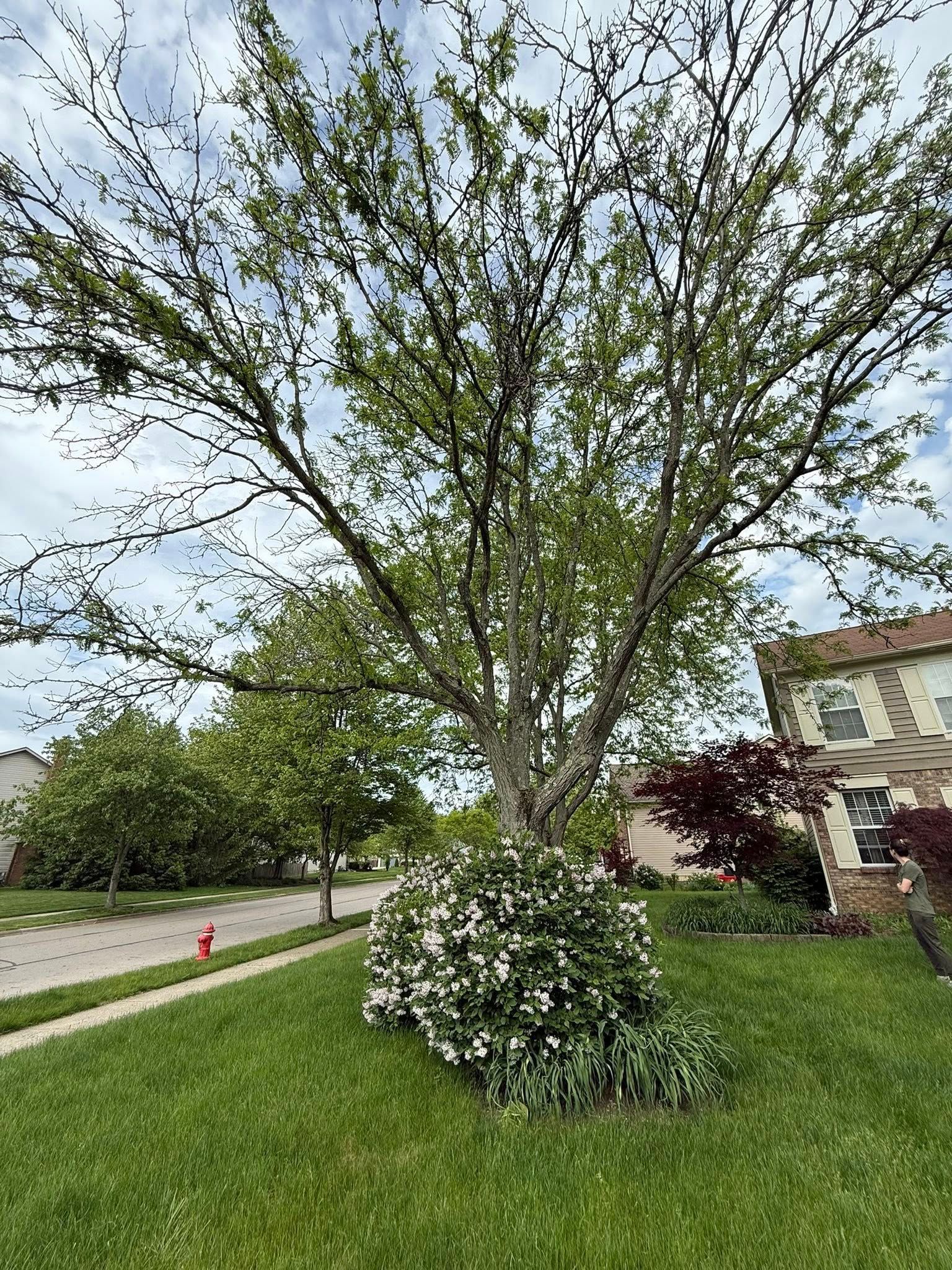 Mature tree with white flowers and green foliage in front of a house on a grassy lawn.