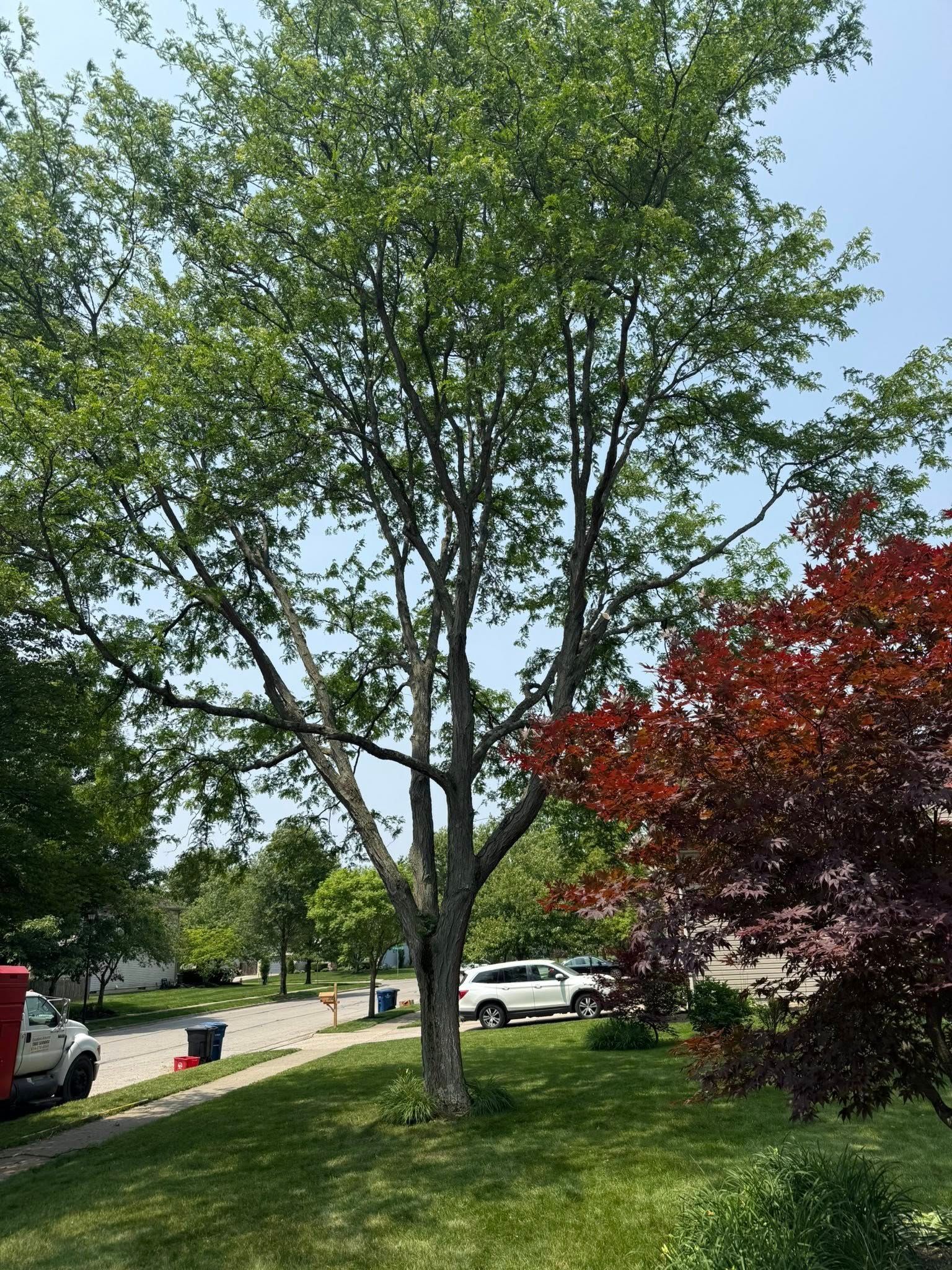 Tall tree with light gray bark and green leaves, set in front yard with red-leafed bush.