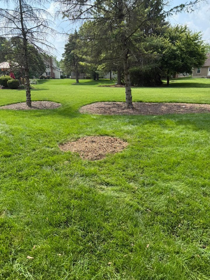 Green grass with three trees and a patch of dirt. Houses and trees are in the background.