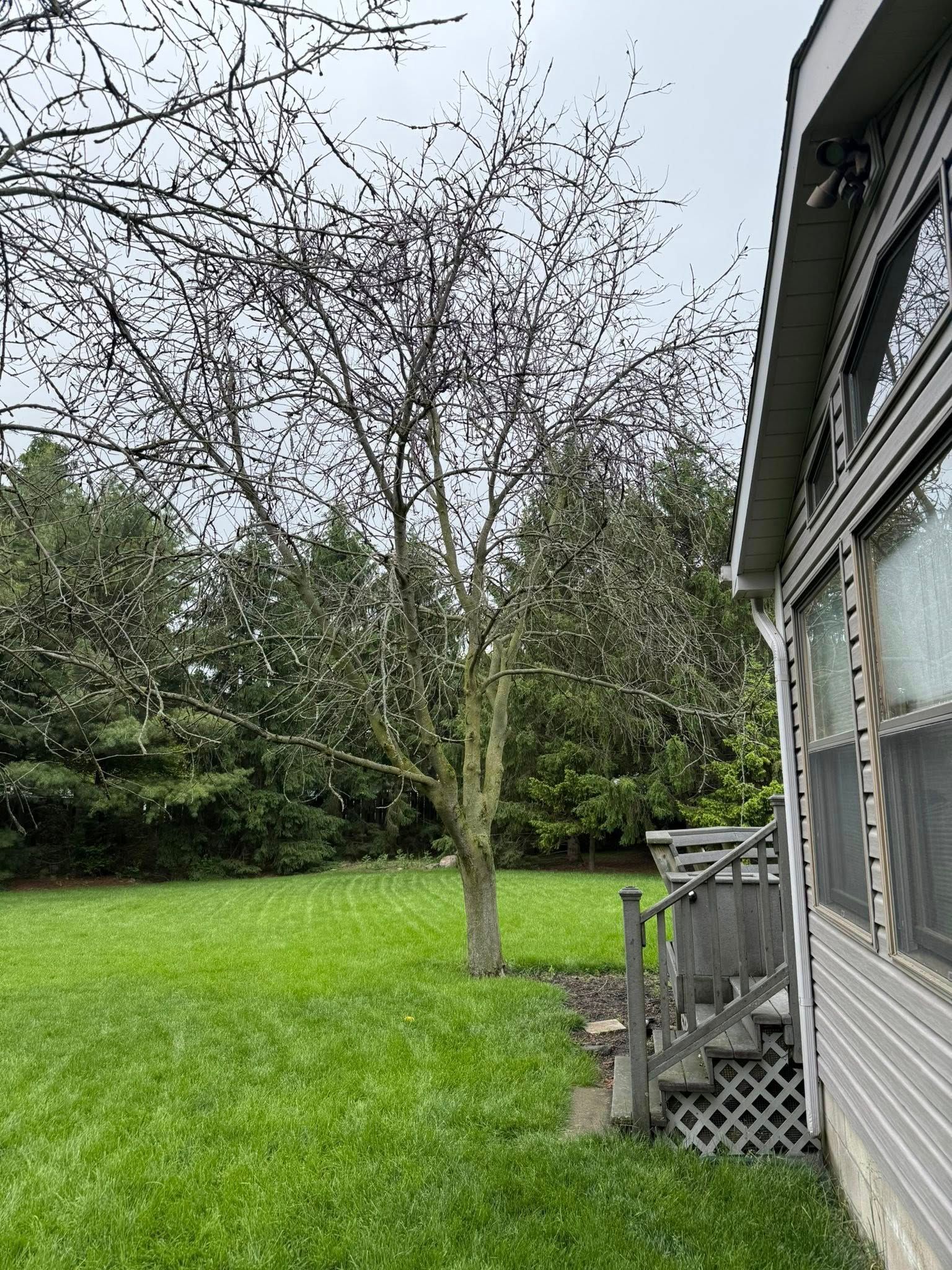 Tree in a green yard next to a house with a small deck. Overcast sky.