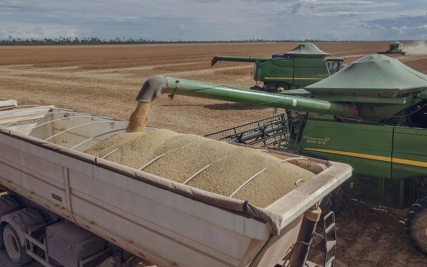Soybean For Fresh Brands