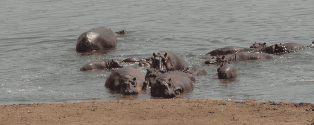Hippos at Shore