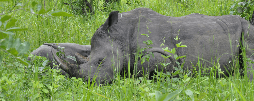 Rhinos at Rest
