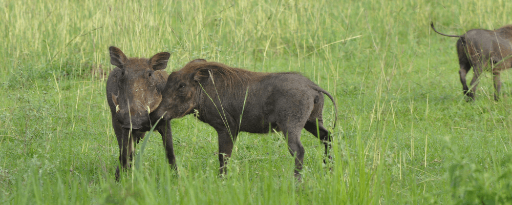 Warthogs at Play