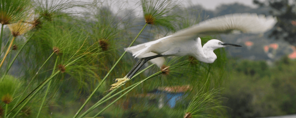 Crane in Flight