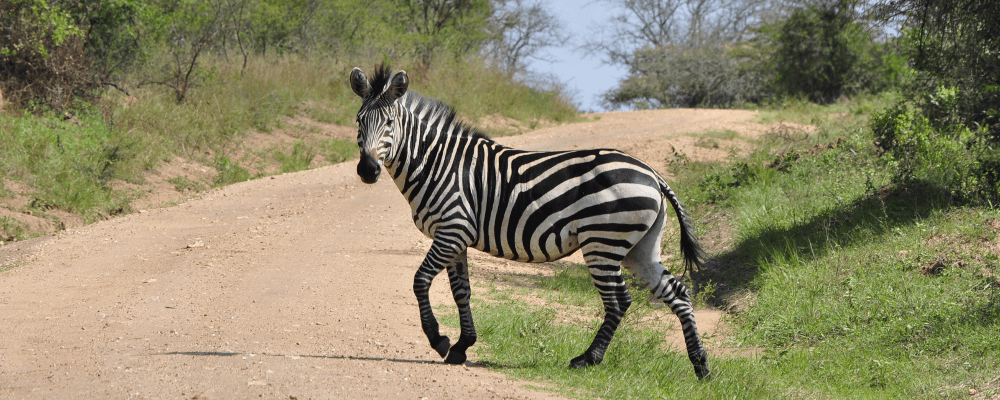 Zebra Crossing Road