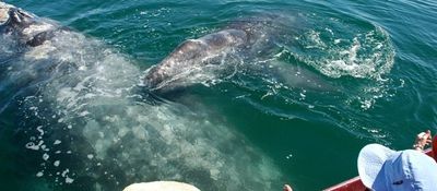 Baja whale watching