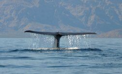 blue whale watching in Mexico