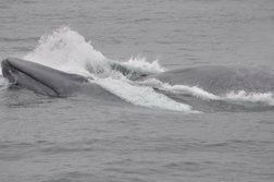 blue whales lunging